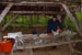 Projet-Project: Grand corégone-Lake whitefish
								Étudiant-Student: David Campbell
								Site: Maine, Indian Pond
								Description : David Campbell qui effectue des prélèvements pour les « microarrays »- Tissus removal by David Campbell for microarray analyses
								Date : Juin 2002-June 2002