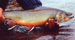 Projet-Project: Omble de fontaine-Brook charr
								Étudiant-Student: Dylan Fraser
								Site: Lac Mistassini-Mistassini Lake
								Description : Dylan Fraser qui tient un omble de fontaine (mâle)-Dylan Fraser holding a very large brook charr (male) captured with hook-and-line, a tough way to do field sampling!