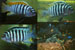 Projet-Project: Cichlidé-Cichlid
								Étudiant-Student: Jonathan Blais