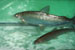 Projet-Project: Grand corégone-Lake whitefish
								Étudiant-Student: Sean Rogers
								Site: LARSA
								Description : corégone dans un bassin-whitefish in a tank
								Date : Juin 2004-June 2004