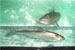 Projet-Project: Grand corégone-Lake whitefish
								Étudiant-Student: Sean Rogers
								Site: LARSA
								Description : corégone dans un bassin-whitefish in a tank
								Date : Juin 2004-June 2004