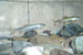 Projet-Project: Saumon/Truite arc-en-ciel-Salmon/Rainbow trout
								Étudiant-Student: Simon Blanchet
								Site: LARSA
								Description : observation comportemental en laboratoire-behavioural observations in the laboratory
								Date : Novembre 2004-November 2004
