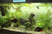 Site: laboratoire de Louis Bernatchez-Louis Bernatchezs laboratory
								Description : aquarium de Lucie Papillon- Lucie Papillons aquarium