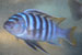 Projet - Project: Spéciation, cichlidés du lac Malawi - Speciation, Lake Malawi cichlids
								Étudiant - Student: Jonatan Blais
								Site: University of Hull, U.K.
								Description: Hybride de première génération entre Pseudotropheus fainzilberi et P. emmiltos- First generation hybrid between Pseudotropheus fainzilberi and P. emmiltos.
								Date: February 2004 - February 2004
								