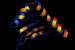 Projet - Project: Spéciation, cichlidés du lac Malawi - Speciation, Lake Malawi cichlids
								Étudiant - Student: Jonatan Blais
								Site: Université Laval, Québec, Canada
								Description: Structure tridimensionnelle de la sous-unité Beta 1 du MHC classe II de cichlidés- Three dimensional structure of the Beta 1 domain of cichlid MHC class II.
								Date: February 2004 - February 2004
								