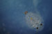 Projet - Project: Spéciation, cichlidés du lac Malawi - Speciation, Lake Malawi cichlids
								Étudiant - Student: Jonatan Blais
								Site: Cape MaClear, Malawi, Afrique - Cape MaClear, Malawi, Africa
								Description: Copépode parasite trouvé infectant des cichlidés haplochromiens - Parasitic copepode found infecting haplochromine cichlids.
								Date: Septembre 2005 - September 2005
								