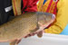 Projet-Project: Chevalier cuivrée-Copper redhorse sucker
								Étudiant-Student: Catherine Lippé
								Site: Rivière Richelieu-Richelieu river
								Description : capture accidentelle dun chevalier cuivrée par un pêcheur commercial dans le fleuve St-Laurent-accidental catch of a copper redhorse sucker by a commercial fisherman in the St-Lawrence river (Gérard Boucher)
								Date : Automne 2003-Autumn 2003